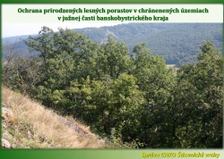 RNDr. Dušan Trcka: Ochrana a obnova lesných porastov v územiach európskeho významu v južnej časti Ba